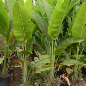 Traveller Palm 1