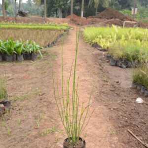 Water Bamboo 1