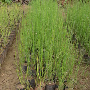 Water Bamboo 2