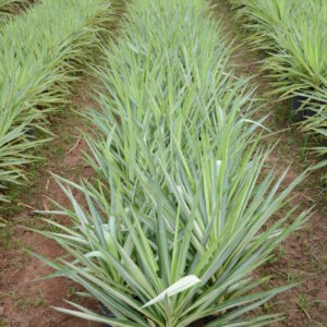 Yucca Silver 1