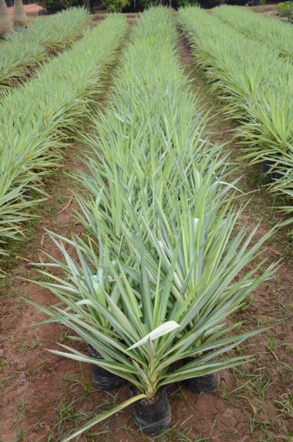 Yucca Silver 1