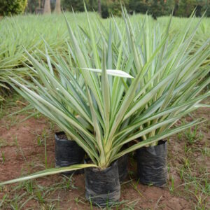 Yucca Silver 2 (2)