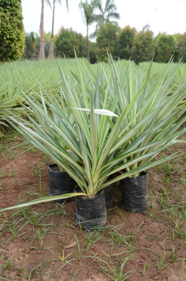 Yucca Silver 2 (2)