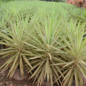 Yucca Silver 2