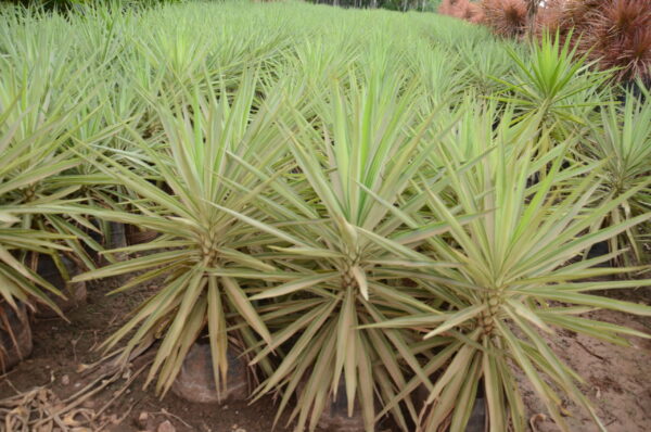 Yucca Silver 2