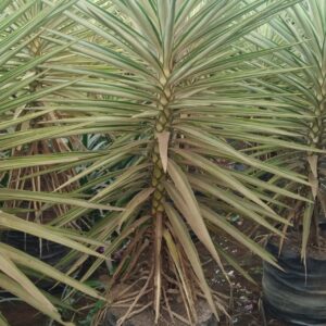 Yucca Silver 21X21