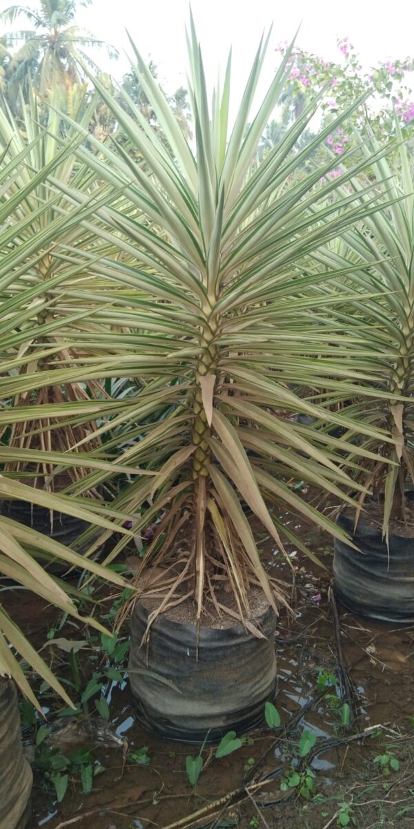 Yucca Silver 21X21