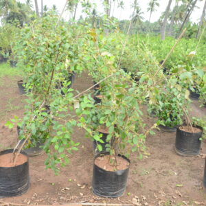 Ziziphus Mauritiana 2