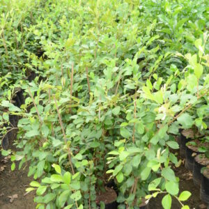 Ziziphus Mauritiana 3