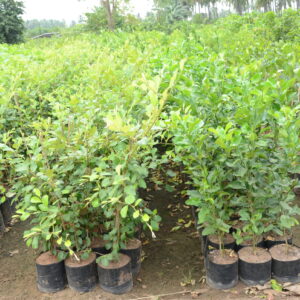 Ziziphus Mauritiana 4