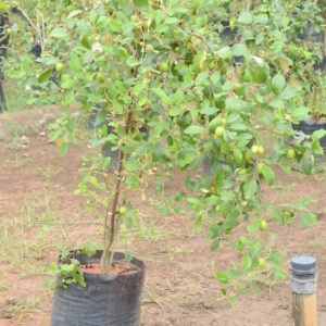 Ziziphus Mauritiana